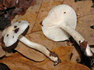 Hygrophorus cossus