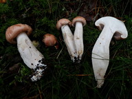 Hygrophorus pudorinus