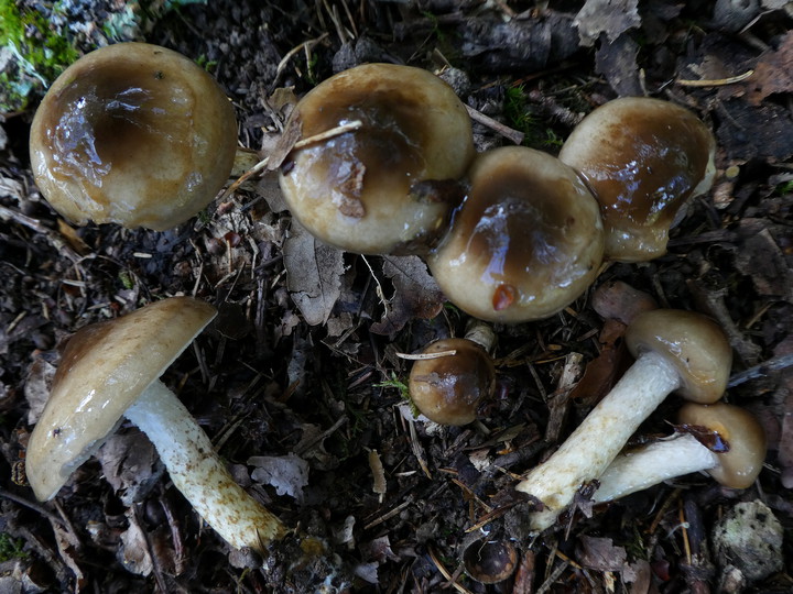 Hygrophorus persoonii