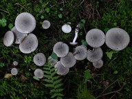 Hygrophorus agathosmus