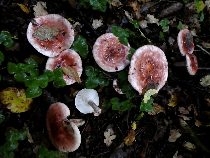 Hygrophorus russula