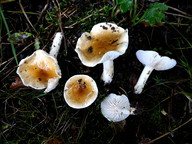 Hygrophorus arbustivus