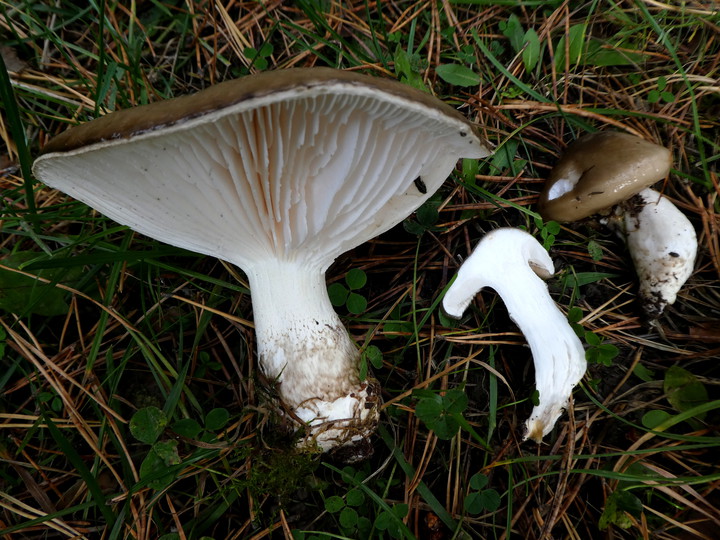 Hygrophorus latitabundus