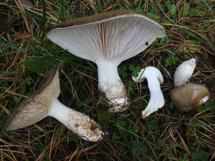 Hygrophorus latitabundus