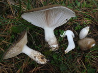 Hygrophorus latitabundus