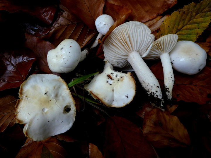 Hygrophorus discoxanthus