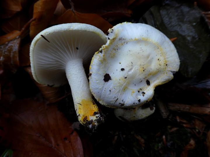 Hygrophorus chrysodon