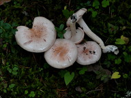 Hygrophorus pudorinus