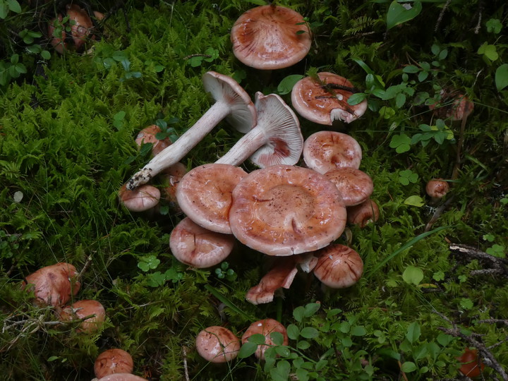 Hygrophorus erubescens