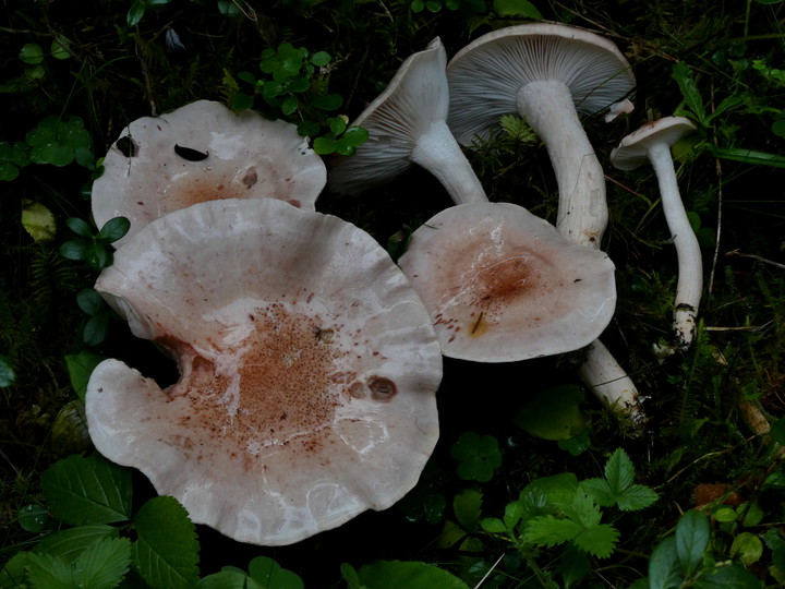 Hygrophorus pudorinus