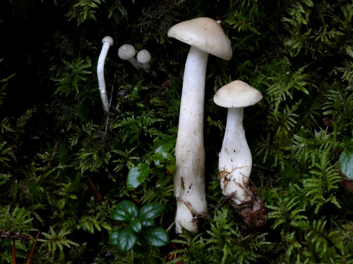 Hygrophorus exiguus