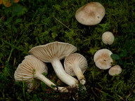 Hygrophorus secretanii