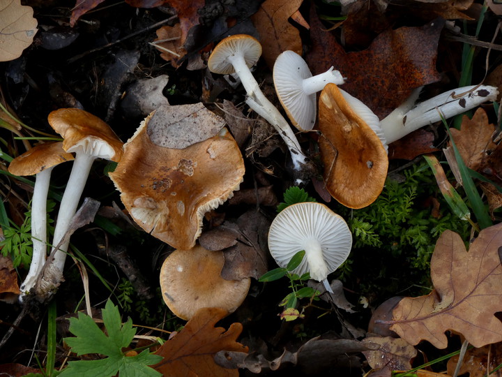 Hygrophorus arbustivus