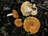 Hygrophorus nemoreus