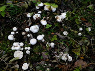 Hygrophorus hedrychii