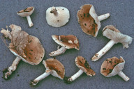 Hygrophorus arbustivus