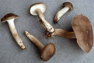 Hygrophorus camarophyllus