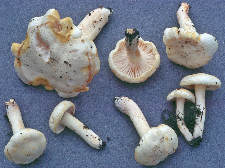 Hygrophorus chrysodon