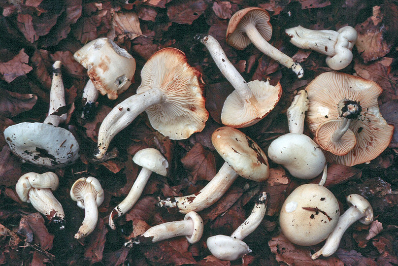 Hygrophorus discoxanthus