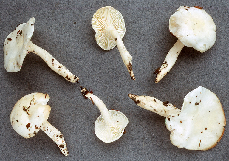 Hygrophorus discoxanthus