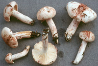 Hygrophorus erubescens