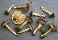 Hygrophorus hypothejus