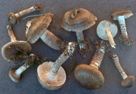 Hygrophorus korhonenii