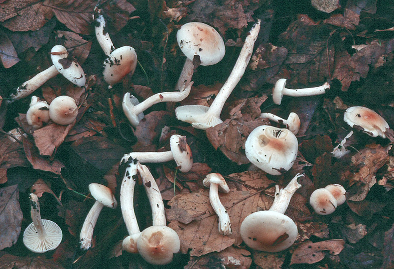 Hygrophorus lindtneri