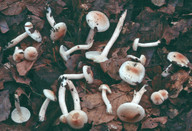 Hygrophorus lindtneri