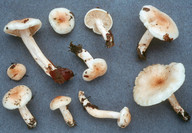 Hygrophorus lindtneri