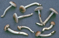 Hygrophorus mesotephrus