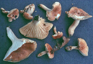 Hygrophorus nemoreus