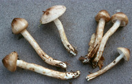 Hygrophorus persoonii