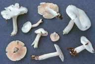 Hygrophorus piceae