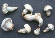 Hygrophorus penarioides