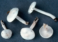 Hygrophorus cossus