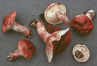 Hygrophorus russula