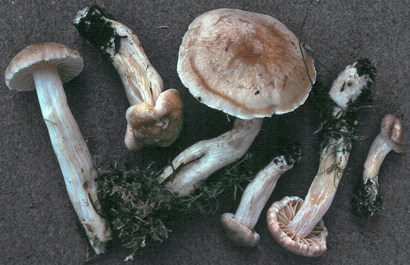 Hygrophorus secretanii