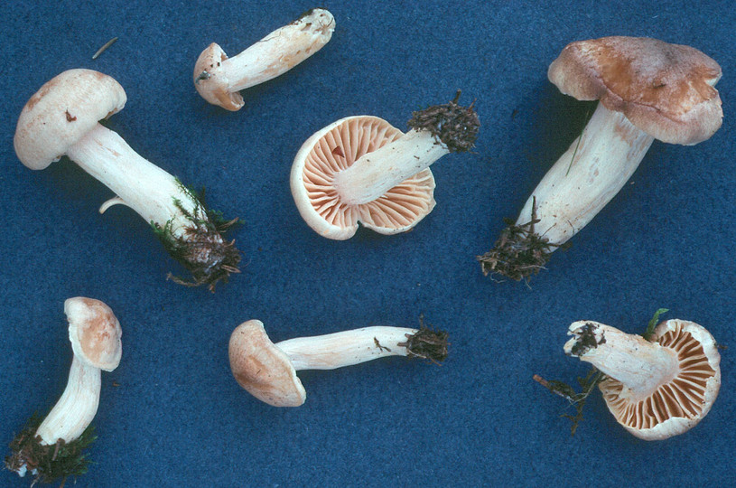 Hygrophorus secretanii