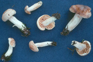 Hygrophorus secretanii