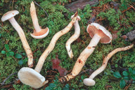 Hygrophorus karstenii