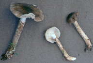 Hygrophorus korhonenii