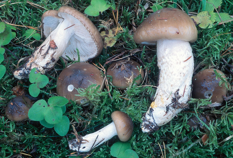 Hygrophorus latitabundus