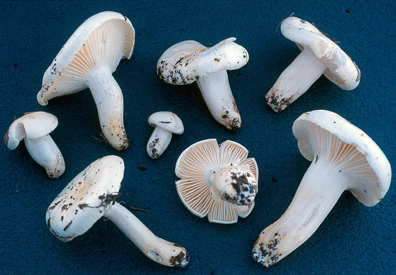 Hygrophorus penarioides