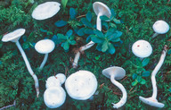 Hygrophorus piceae