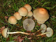 Hypholoma fasciculare