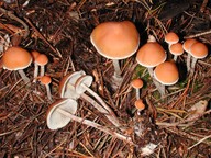 Hypholoma marginatum