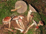 Hypholoma lateritium