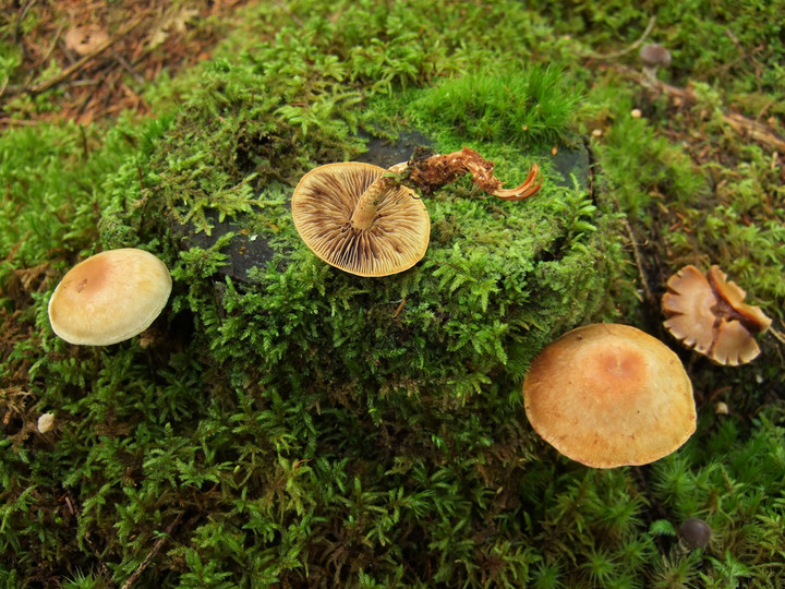 Hypholoma radicosum