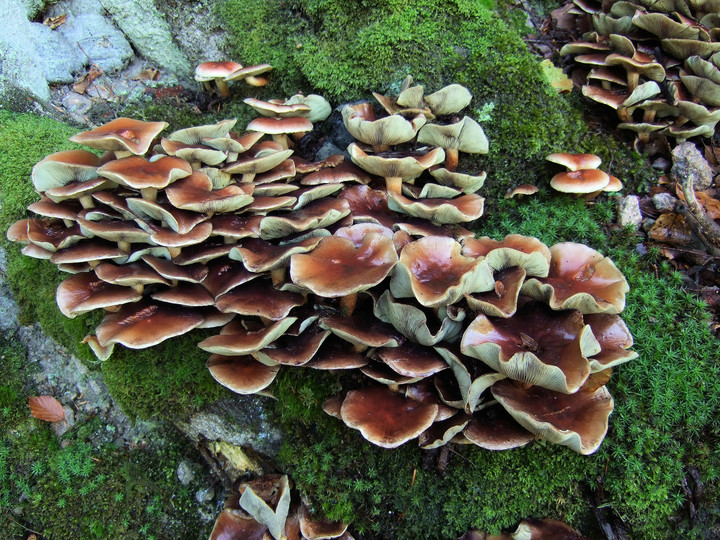 Hypholoma lateritium